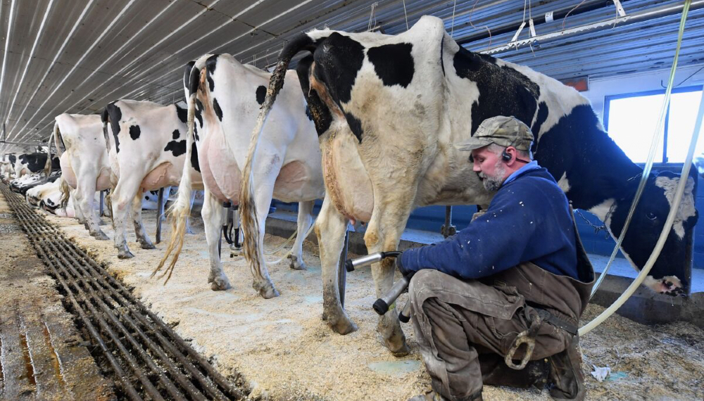 farmer-lecheria-eeuu