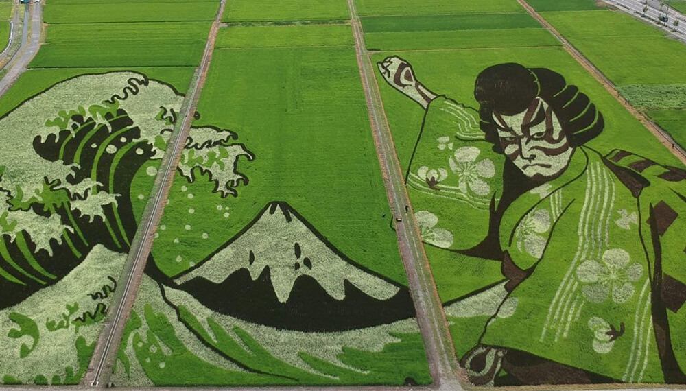 campos arroz