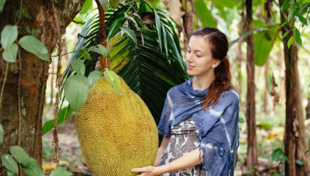 Jackfruit para veganos