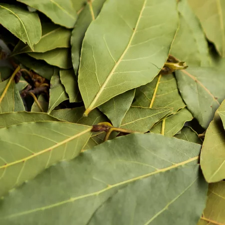 Laurel de jardin