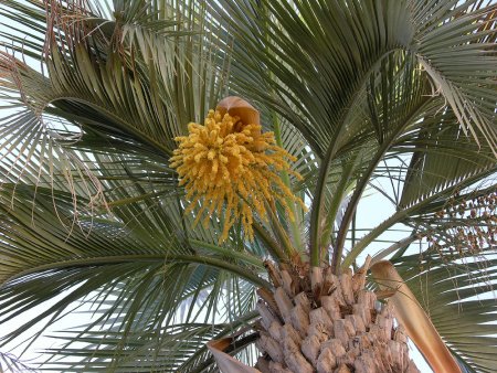 palmera butia yatay