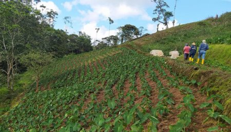plantacion papa china