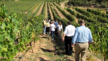 vino turismo