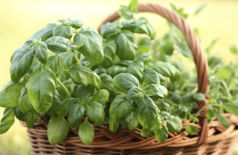 Cómo producir y conservar albahaca en la huerta