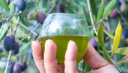 Aceite de oliva - Olivos atrás