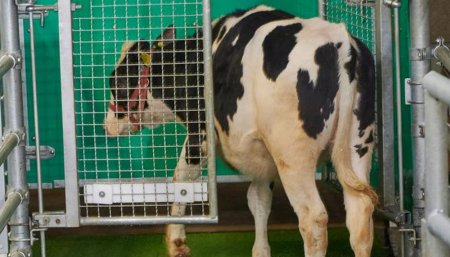 Les enseñan a las vacas a ir al baño