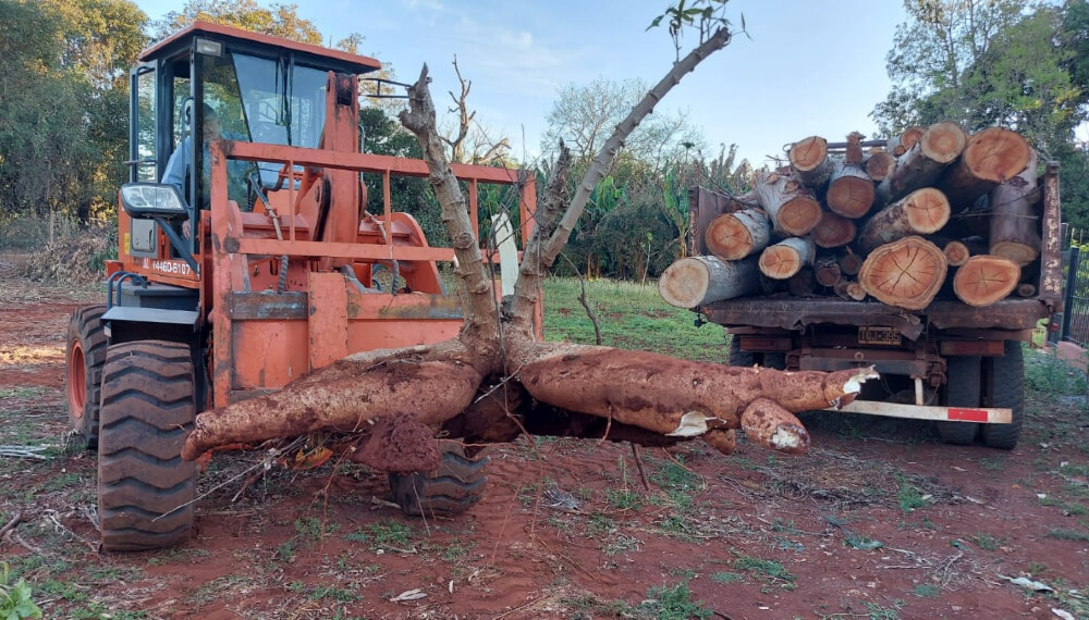 Mandioca Gigante en Misiones