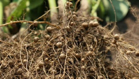 Raices de soja - Nodulacion