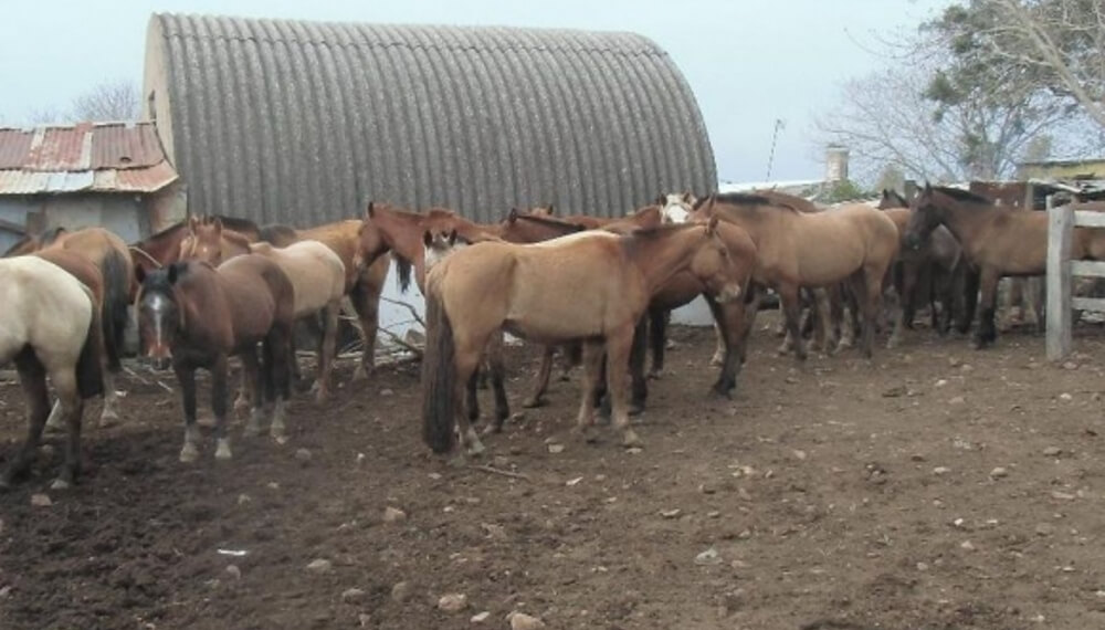 Faena de caballos en Mendoza