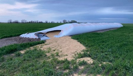 Rompieron silobolsas en Trenque Lauquen