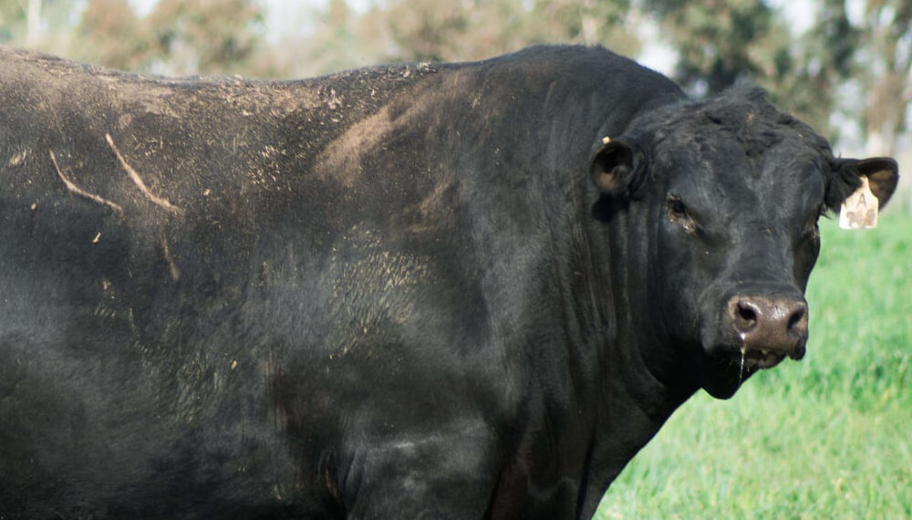 Toro - Remate - La Pampa - Cabaña Mayaco