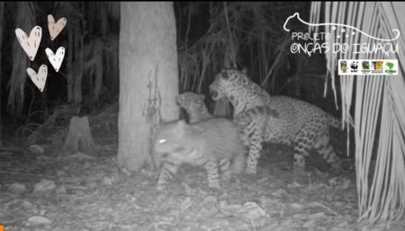 Yaguaretes en Cataratas