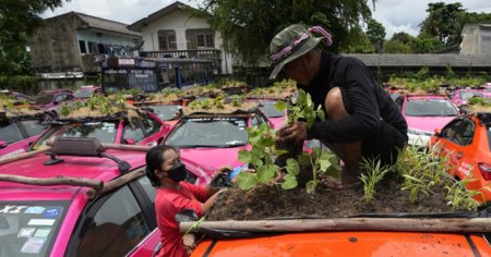 Efecto coronavirus: en Tailandia hacen huertas comunitarias en taxis
