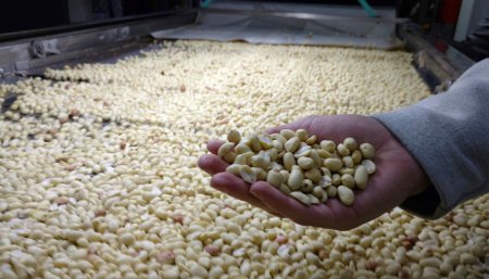 El maní, un cultivo que agrega riqueza sustentable a la rotación 1 Mani exportacion
