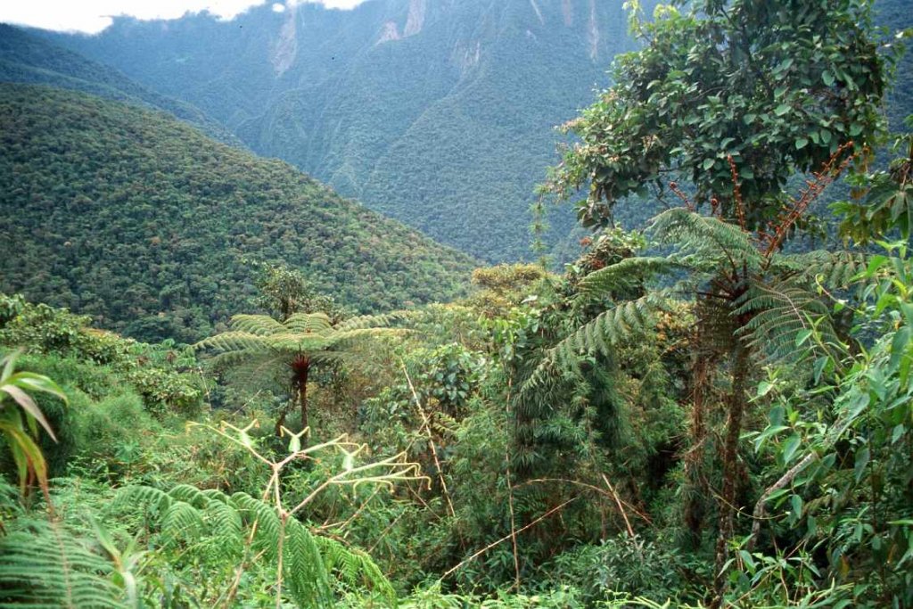 selva tucumano boliviana