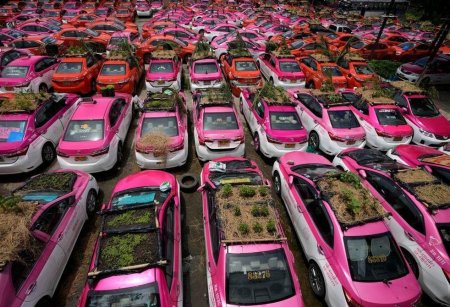 Efecto coronavirus: en Tailandia hacen huertas comunitarias en taxis 3 taxi huertas
