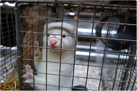 En Europa ya vacunan animales contra el coronavirus 1 vison infocampo