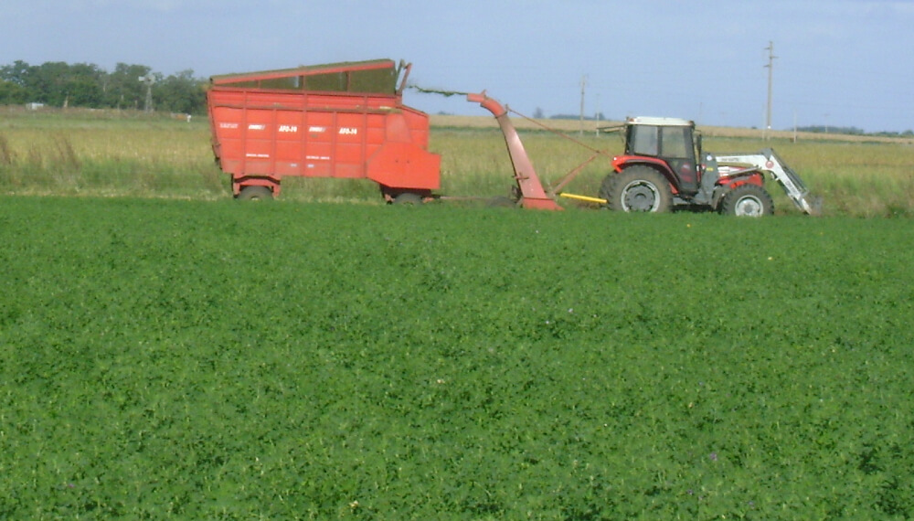 Pastura de alfalfa en la Cuenca del Salado