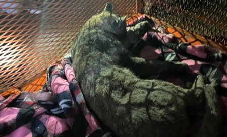Encontraron a un puma suelto en una zona urbana 1 Puma