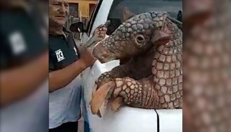 Tatu carreta en formosa