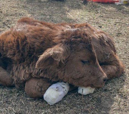 Vaca córdoba