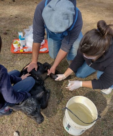 Cuidados de animales de los incendios