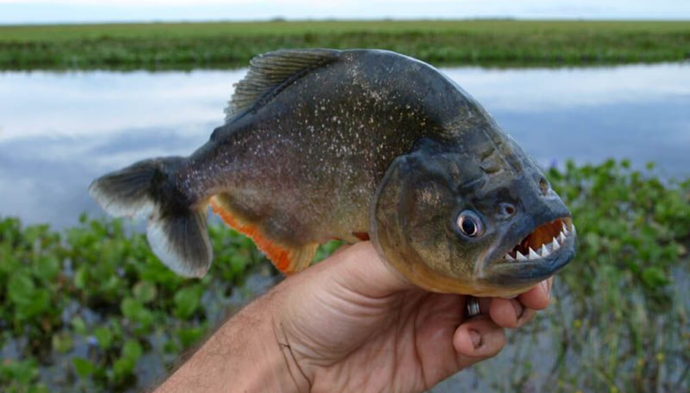 Ataque de palometas