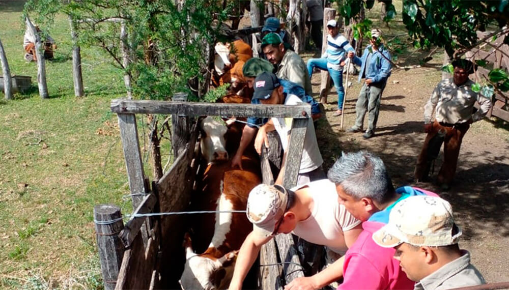 Robo de vacas