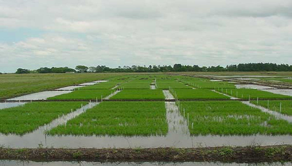 arroz entre rios 1