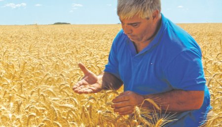 Productor - Cosecha de trigo