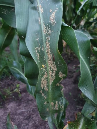 Los productores coincidieron en señalar al enemigo letal del sorgo 1 Sorgo Pulgon amarillo 1