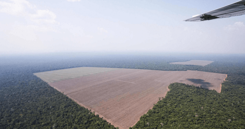 deforestacion brasil