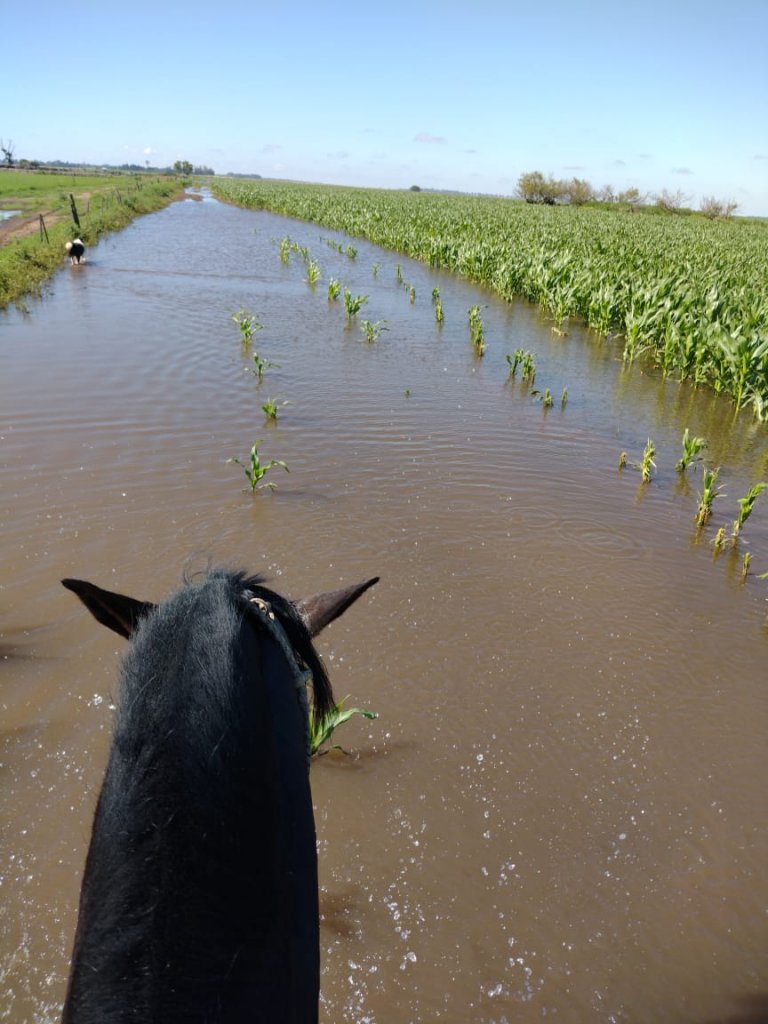 la pampa maiz inundado