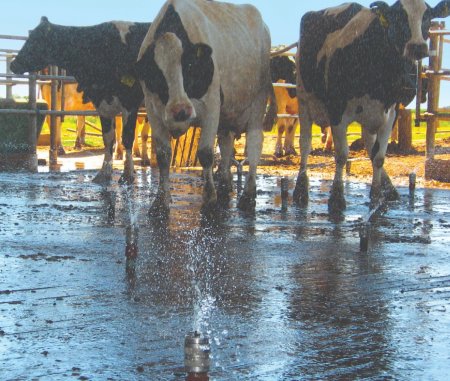 Agua en el tambo