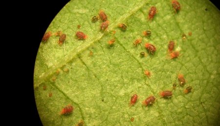 Arañuela roja vista al microscopio