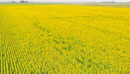 Lote de girasol en el sudeste de Cordoba