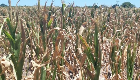 Picado de maiz afectado por la sequia