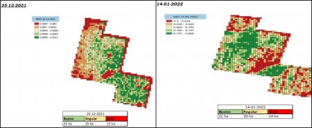 Imagen de indice verde - Maiz