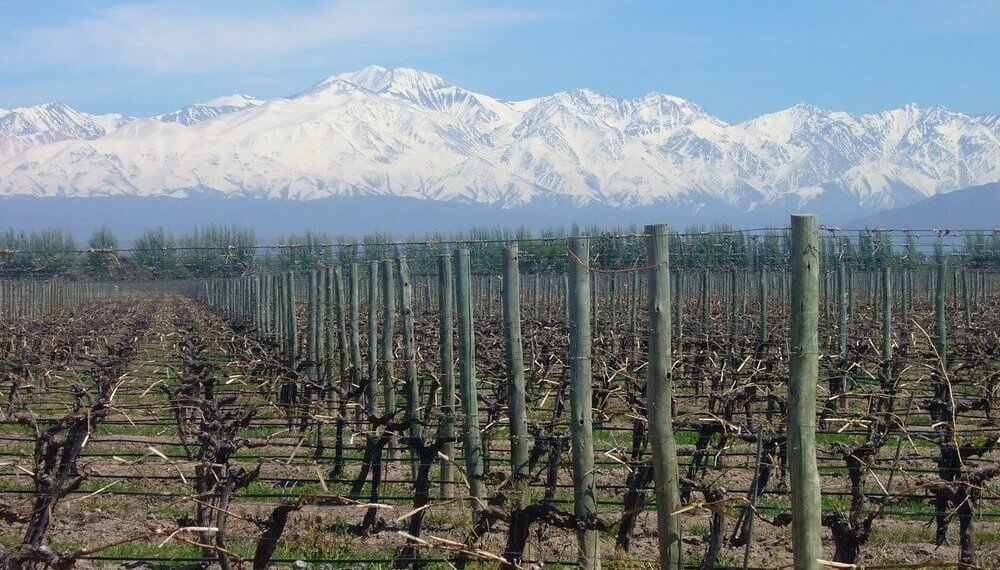Viñedos en Mendoza