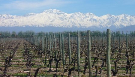 Viñedos en Mendoza