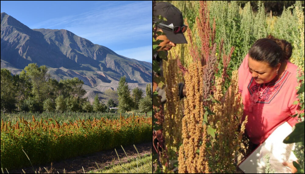 Cultivo de quinoa en el norte del pais