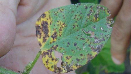 Hoja de soja con septoria