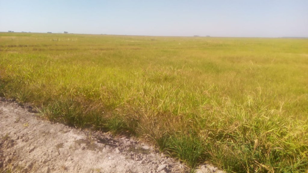 arroz abandonado sequia corrientes