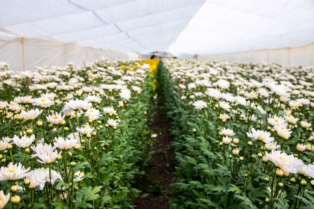 Floricultura en Mendoza: radiografía de una producción de consumo “emocional” 3 banco de insumos para floricultores 1