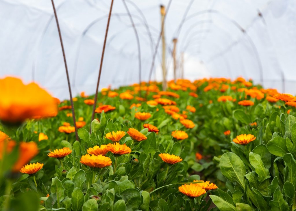 Floricultura en Mendoza: radiografía de una producción de consumo “emocional” 1 banco de insumos para floricultores 3