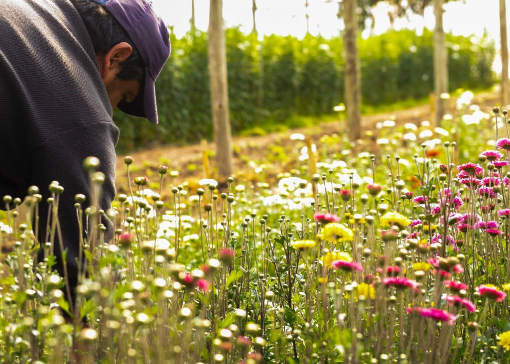 Floricultura en Mendoza: radiografía de una producción de consumo “emocional” 2 banco de insumos para floricultores 4