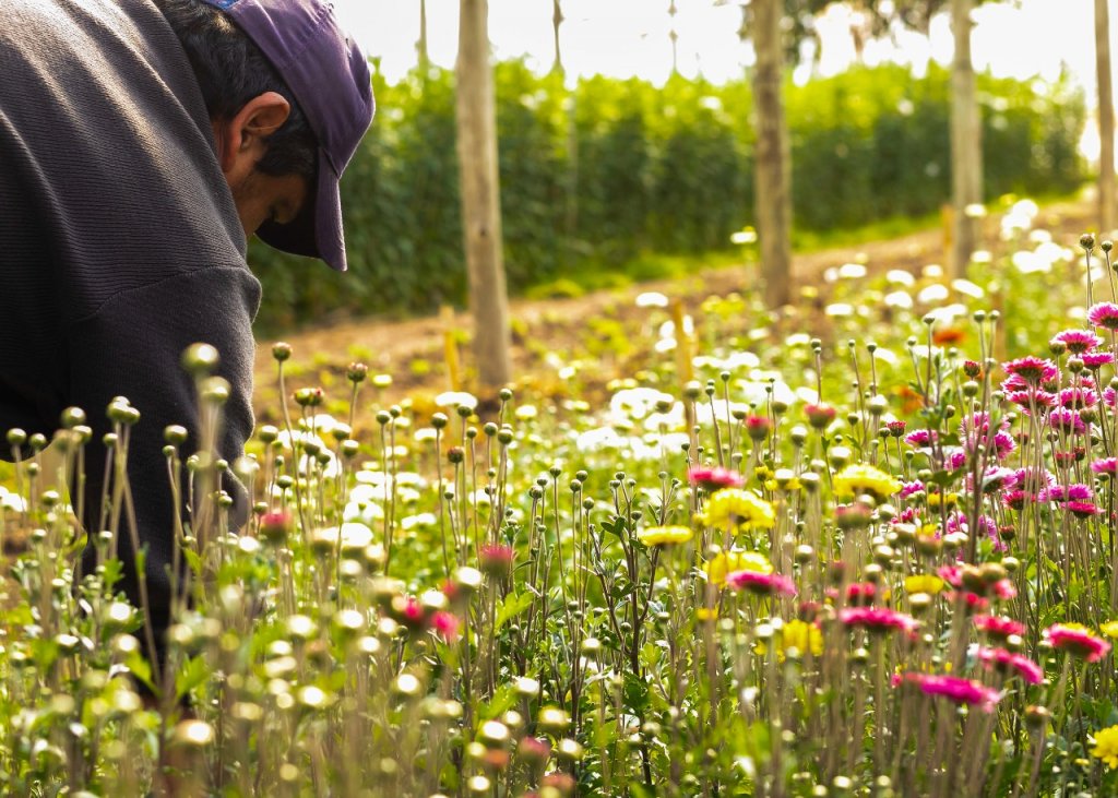 banco de insumos para floricultores 4