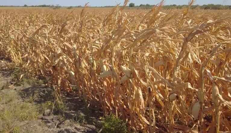 Afirman que la sequía en Entre Ríos es la peor en 60 años 5 maíz seco entre ríos