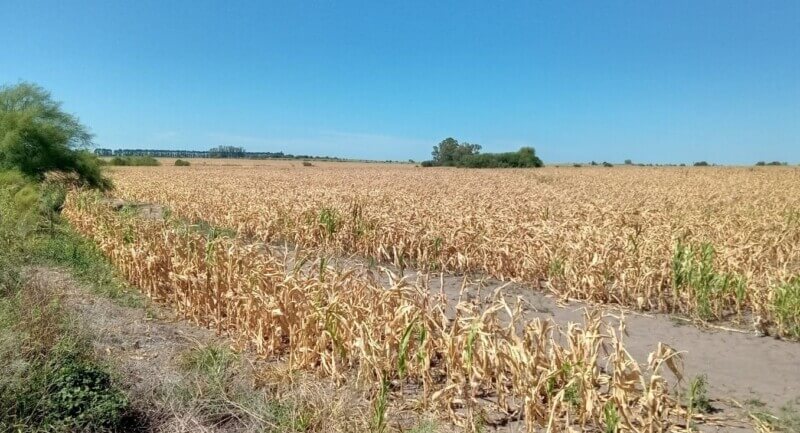 Afirman que la sequía en Entre Ríos es la peor en 60 años 3 maíz sequía entre ríos