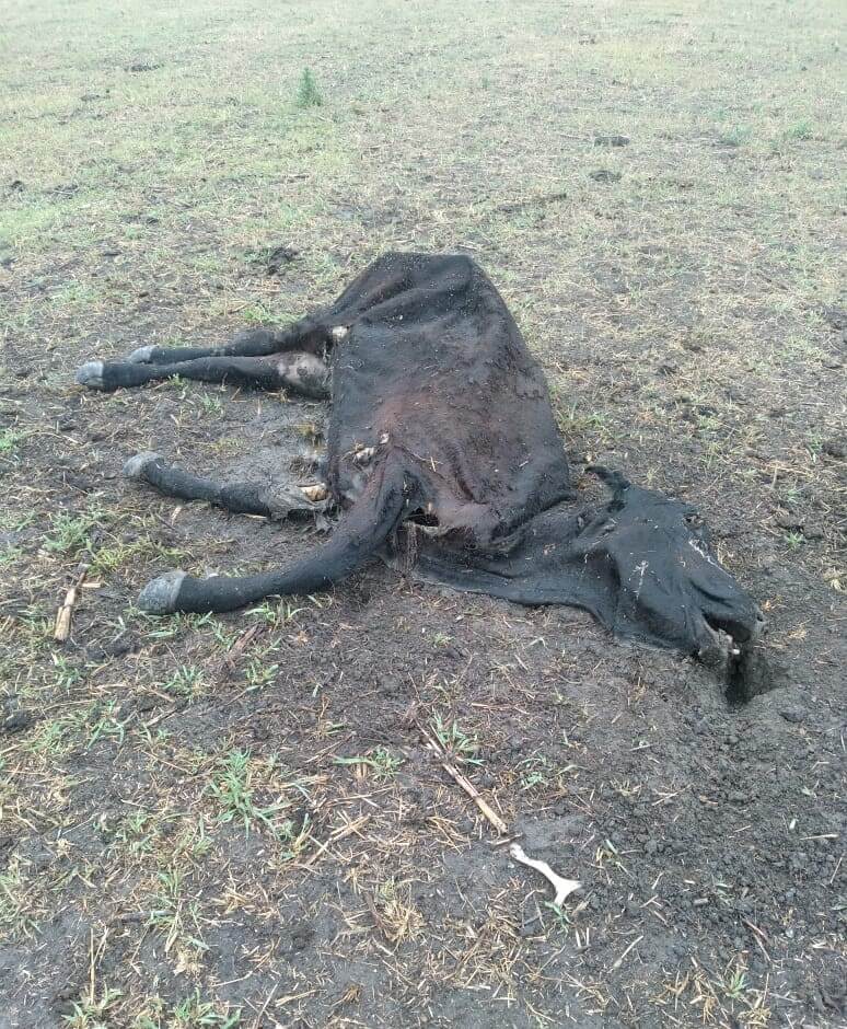 Afirman que la sequía en Entre Ríos es la peor en 60 años 1 sequía animal muerto